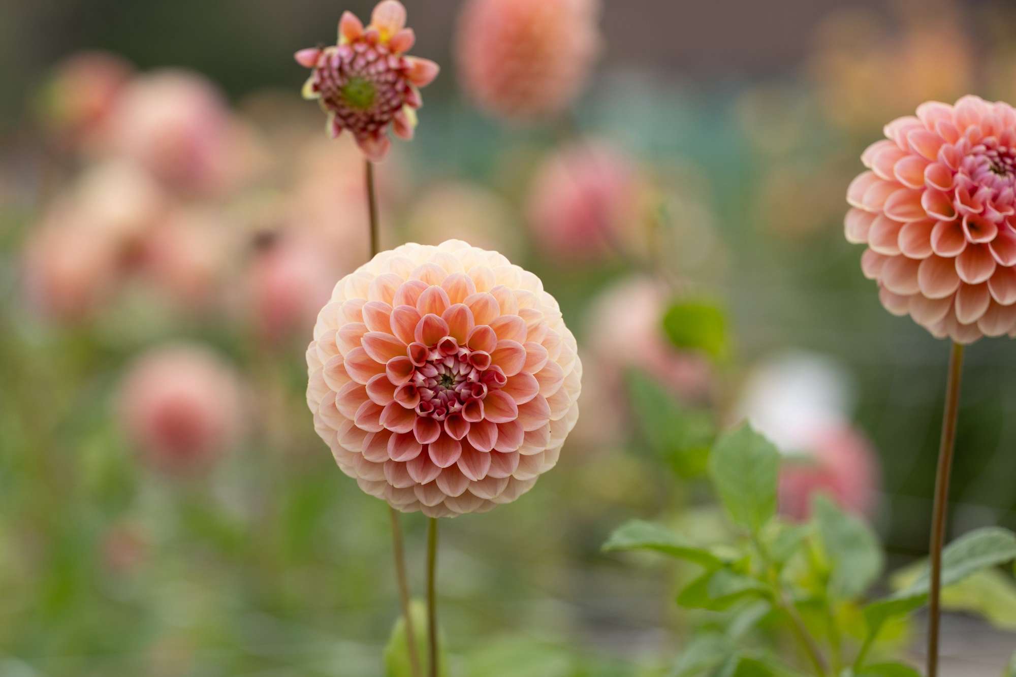 Dahlia 'Linda's Baby'